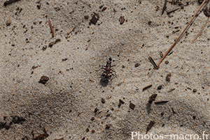 Cicindela hybrida